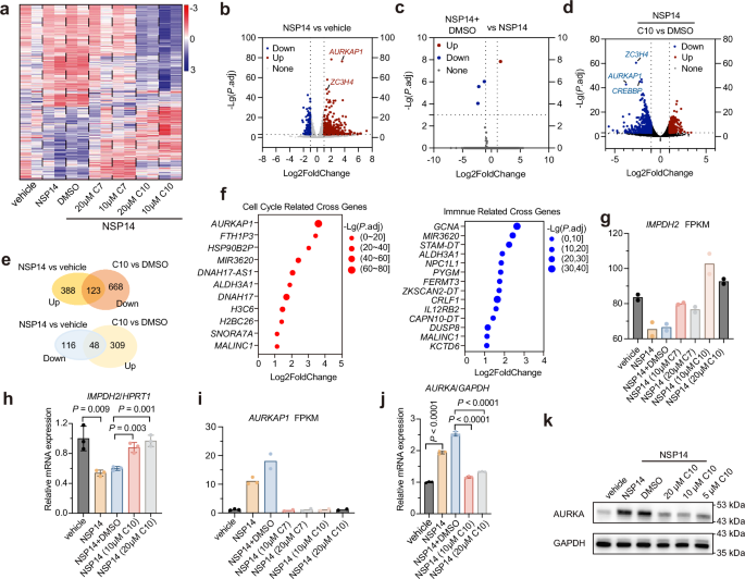 Fig. 7: C10 reverses NSP14-mediated host transcriptome modulation.