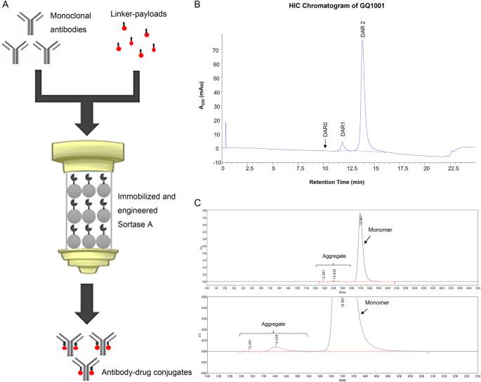 Fig. 2: Conjugation and characterization.
