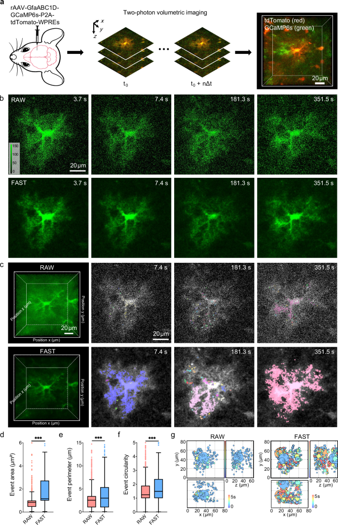 Fig. 4: FAST improves astrocytic Ca2+ events quantification in real-time spatiotemporal volumetric imaging.