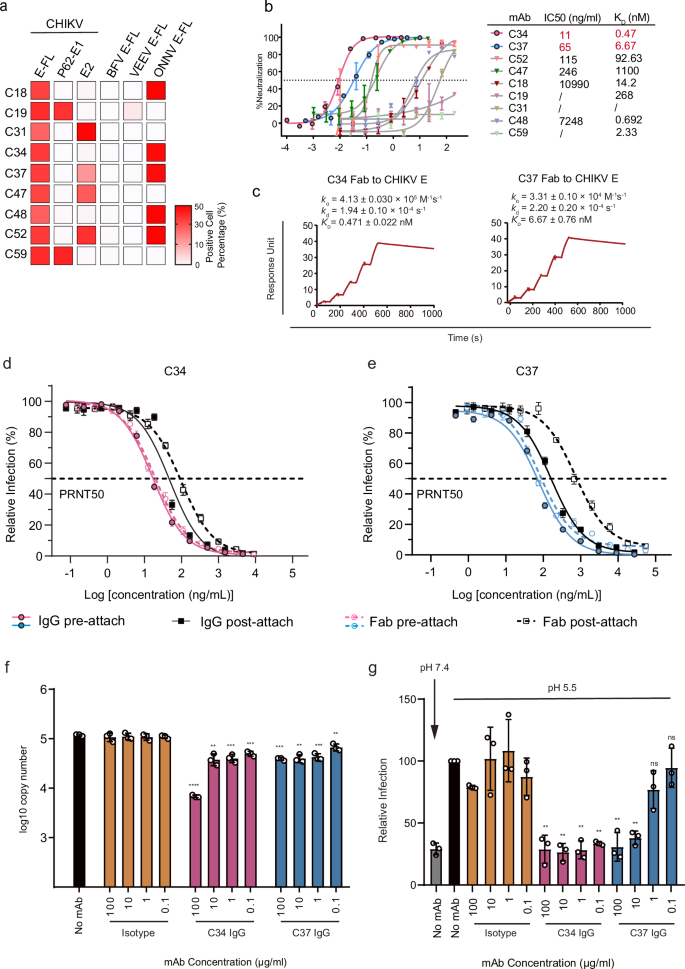 Fig. 1: In vitro characterization of sorted mAbs.