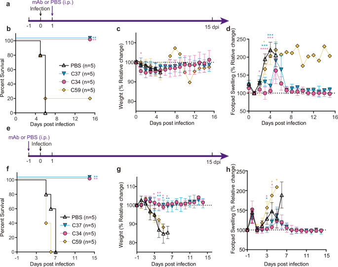 Fig. 2: In vivo protective efficacy of mAbs C34 and C37.
