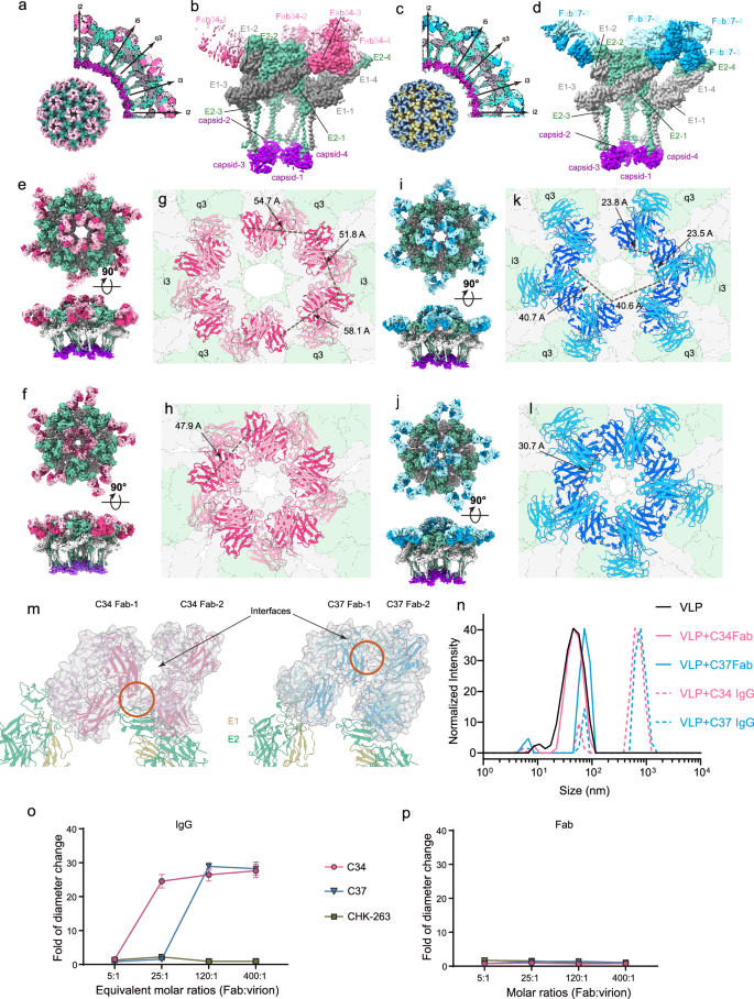 Fig. 3: Overall structure of C34 and C37 Fab complexed with CHIKV VLPs.