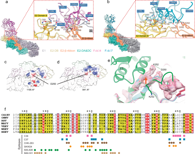 Fig. 4: Epitope analysis of C34 and C37 mAbs binding to CHIKV E protein, covering D250 and K252.