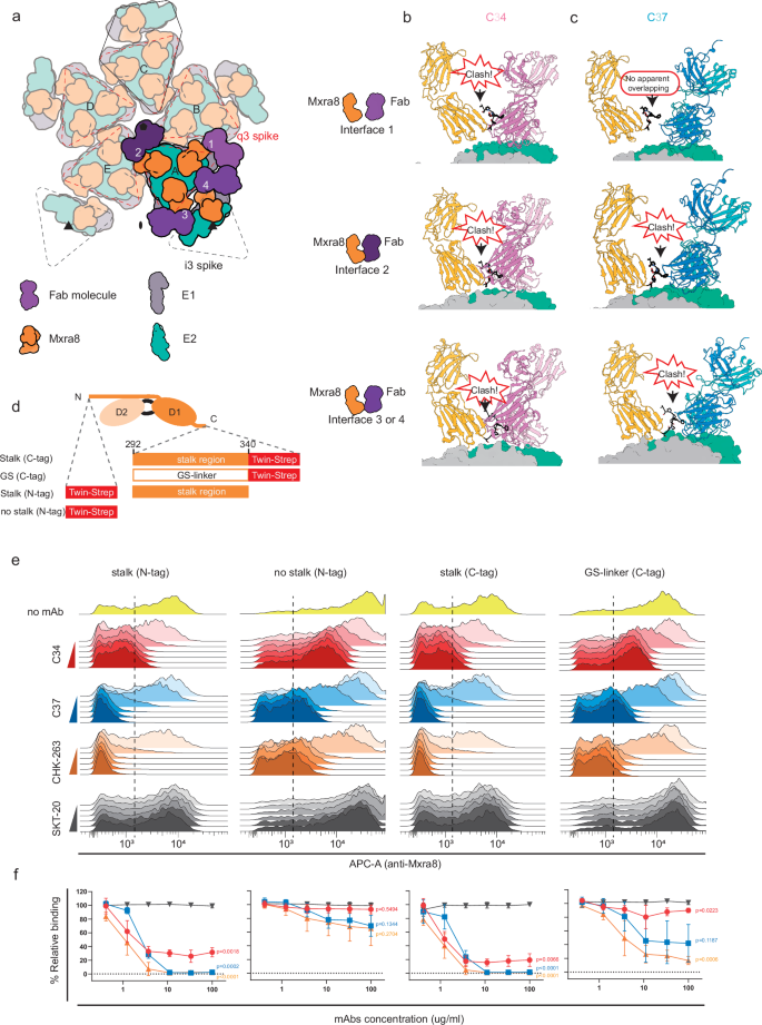 Fig. 5: Blocking mechanism through the stalk region of Mxra8.
