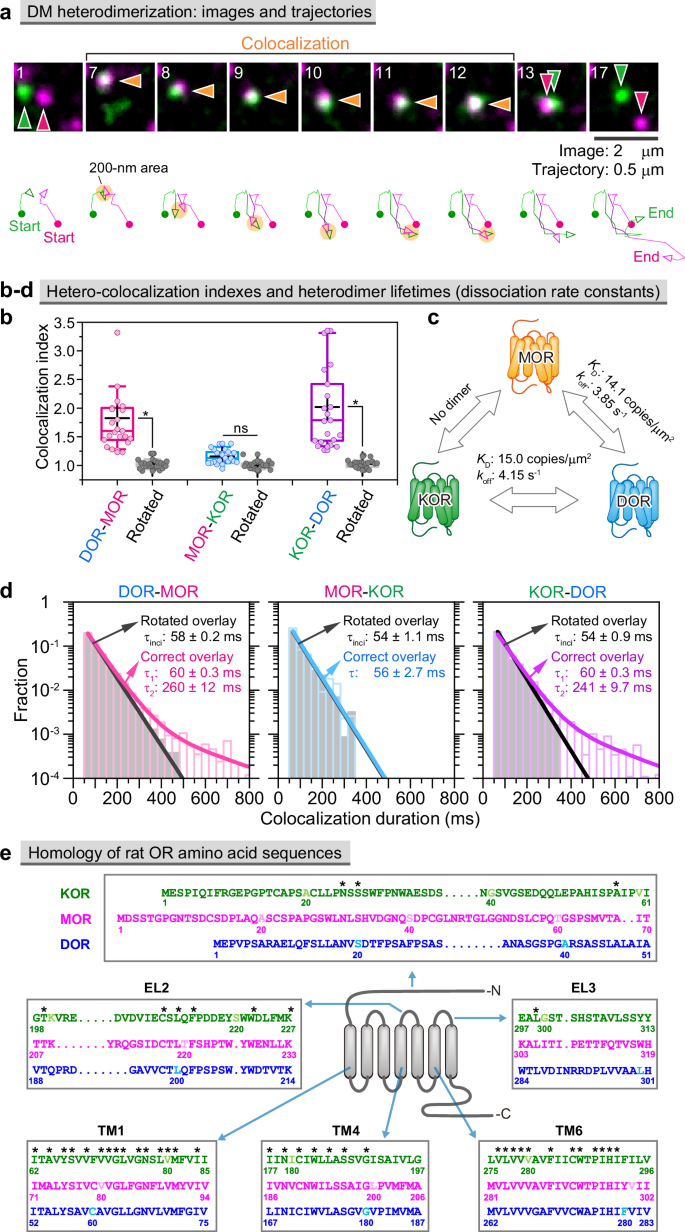 Fig. 1: Transient DM and DK heterodimers, but not MK heterodimers, form in the PM.