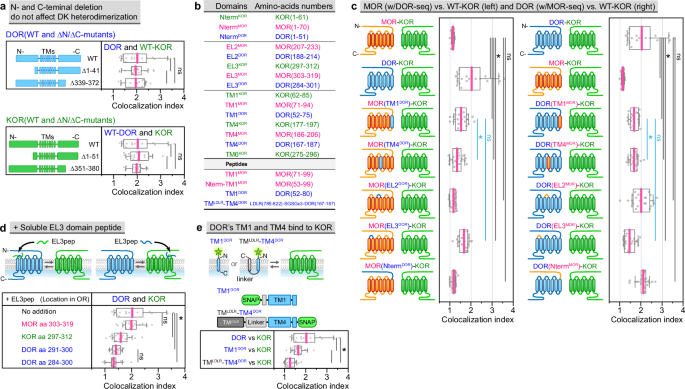 Fig. 2: Interaction between EL3 domains of DOR and KOR is involved in DK heterodimerization, and DOR’s TM1 and TM4 are also involved.
