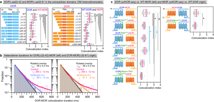 Fig. 3: N-terminal domains of DOR’s aa22-42 and MOR’s aa32-61, as well as DOR’s TM1 and TM4 domains, are involved in DM heterodimerization.