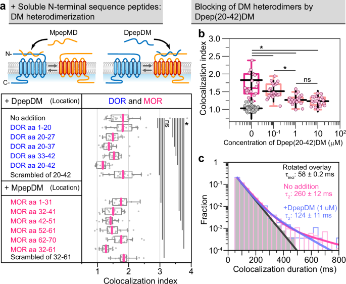 Fig. 4: Soluble Dpep(20-42)DM and Mpep(32-61)DM peptides suppress DM heterodimerization.