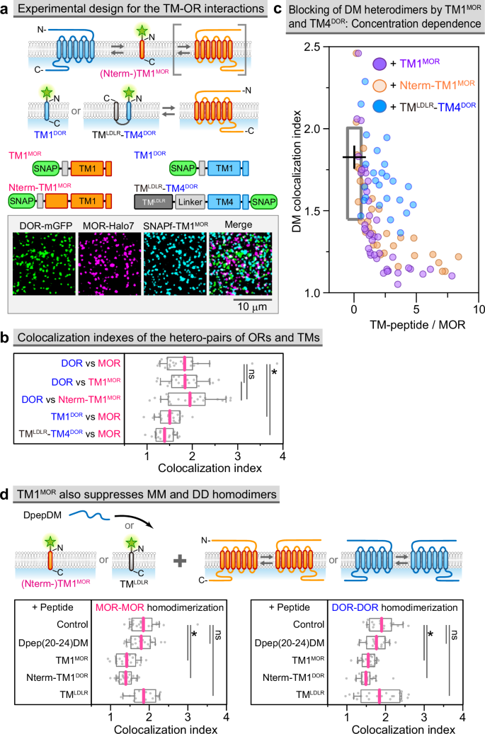 Fig. 5: TM1MOR interacts with DOR and blocks DM heterodimers, and additionally inhibits MM and DD homodimers, whereas Dpep(20-42)DM only blocks DM heterodimer formation.