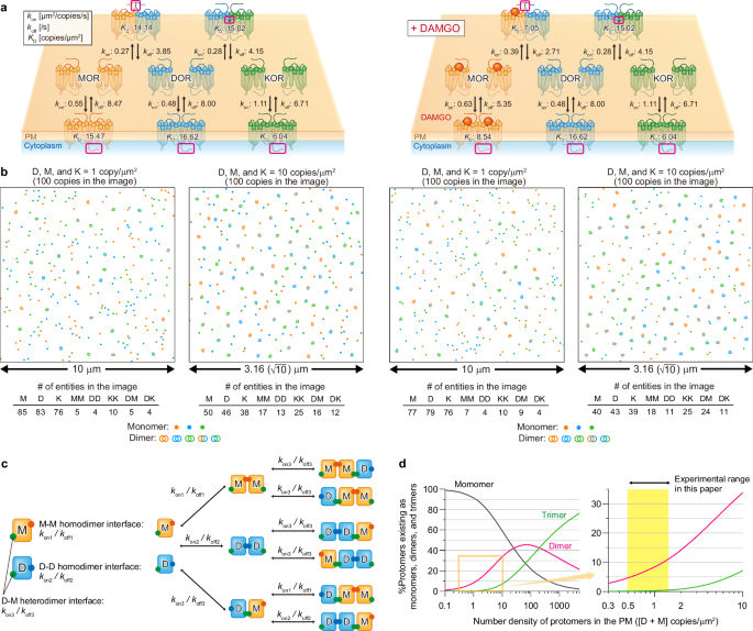 Fig. 8: Evaluation of OR dimer and MOR-DOR hetero-trimer formation across expression levels.