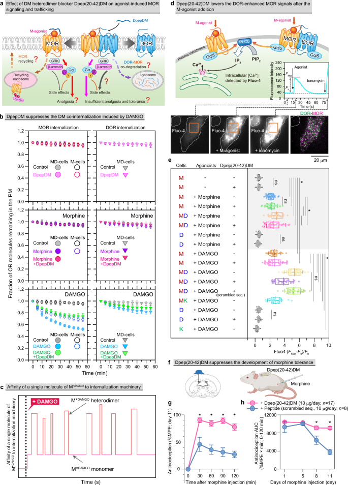 Fig. 9: Dpep(20-42)DM dissects the DM heterodimer and MOR monomer functions after M-agonist applications in cells, maintains morphine analgesia and reduces tolerance development in mice.