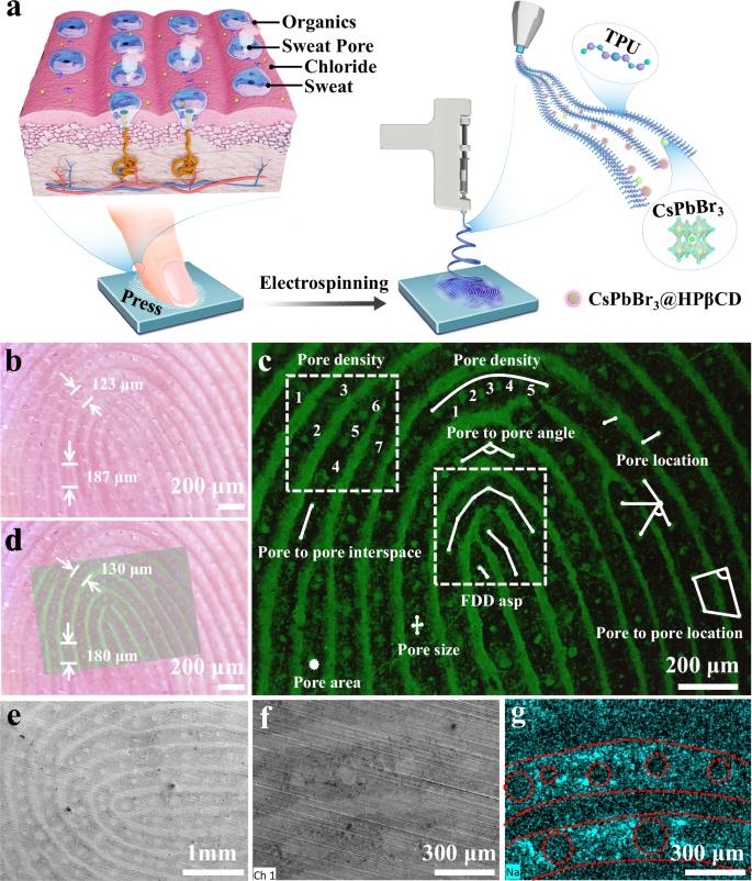 Fig. 1: Schematic illustration of the fingerprint imaging process and morphological characterization.