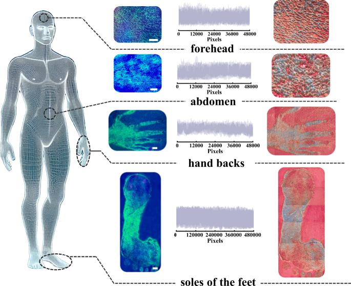 Fig. 6: The workflow of the integrated NFIT system for body skin photocopying and 3D model construction.
