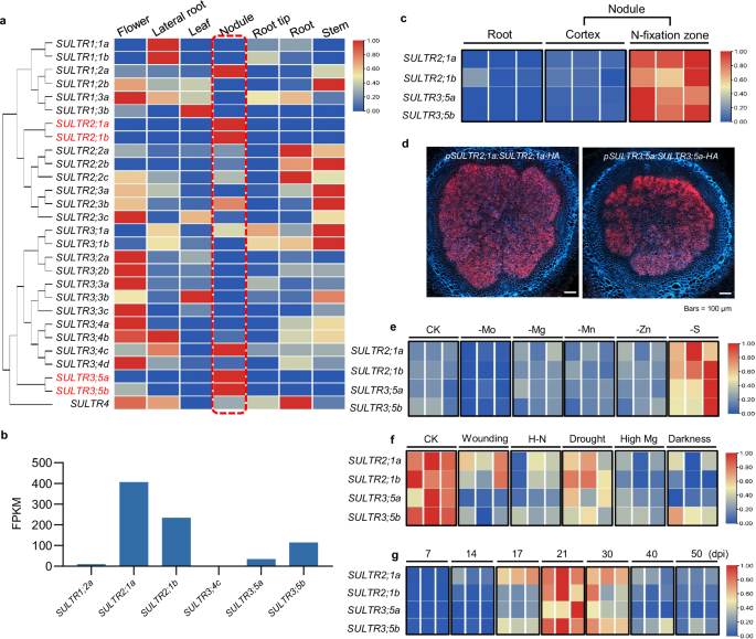 Fig. 2: Expression pattern of nodule-specific SULTR genes.