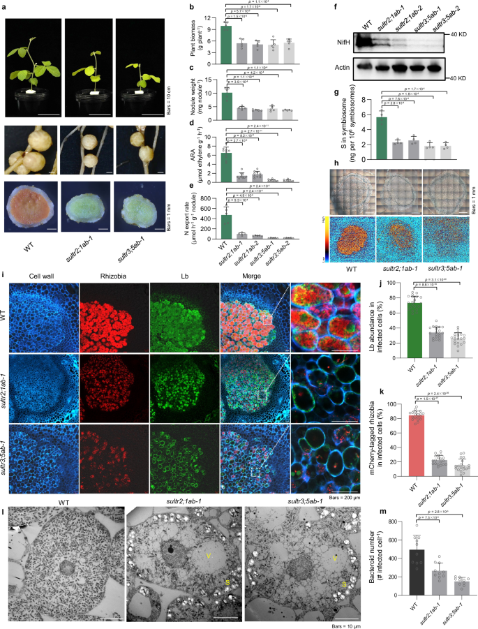 Fig. 3: SULTR-mediated S transport regulates nodule senescence.
