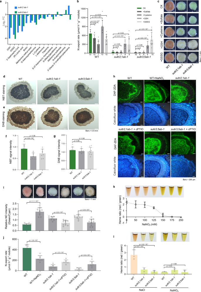 Fig. 4: The contribution of glutathione and nitric oxide to nodule senescence.