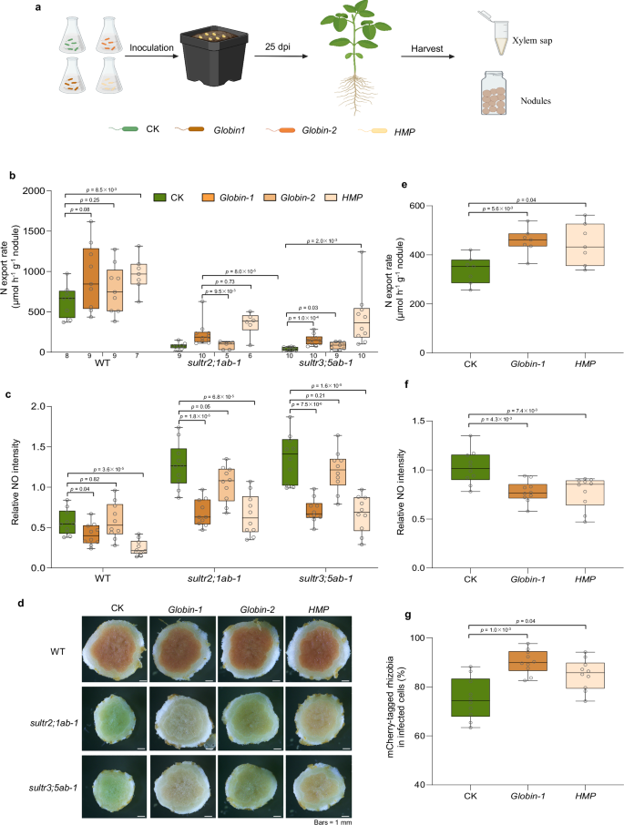 Fig. 5: Restoration of NO scavengers on nodule senescence induced by sultr mutations and high-N stress.