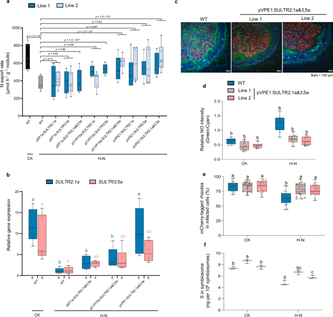 Fig. 6: Gene manipulation to mitigate nodule senescence in soybean.