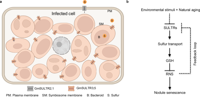 Fig. 7: Proposed model of SULTR-mediated S uptake in regulating nodule senescence.