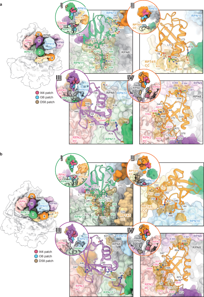 Fig. 2: Structural basis of K11/K48-branched Ub chain recognition by the human 26S proteasome.