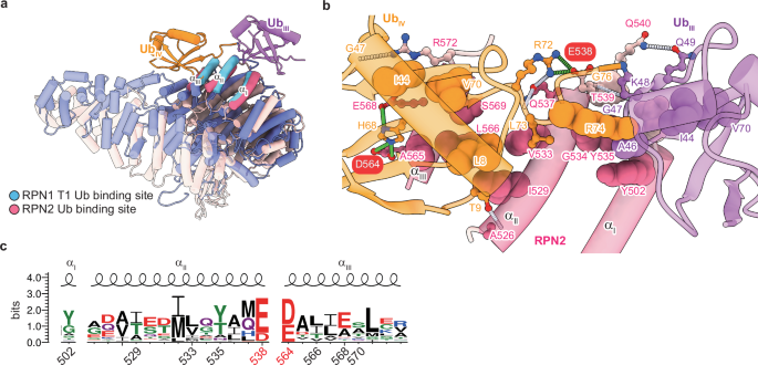 Fig. 3: Structural basis of K48-linked di-Ub recognition by RPN2.