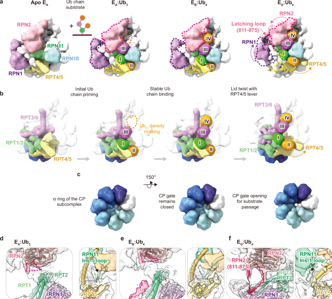 Fig. 4: Conformational transitions of the 19S RP induced by substrate binding.