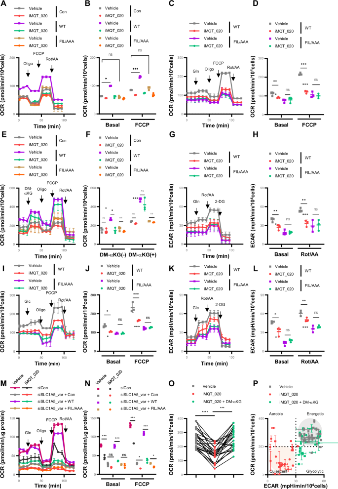 Fig. 3: Mitochondrial SLC1A5_var inhibition rewires metabolic reprogramming in pancreatic cancer cells.