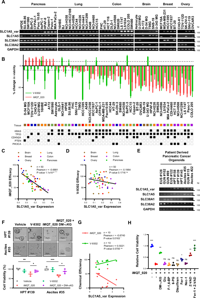 Fig. 4: Inhibition of mitochondrial SLC1A5_var leads to pancreatic cancer cell death in vitro.
