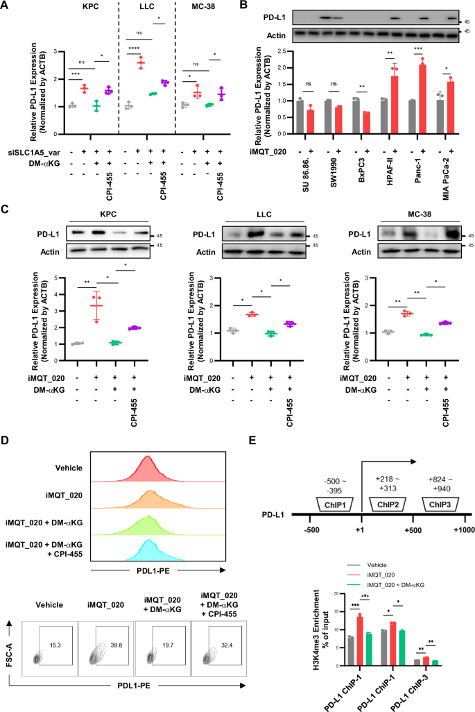 Fig. 6: Inhibition of mitochondrial SLC1A5_var upregulates PD-L1.