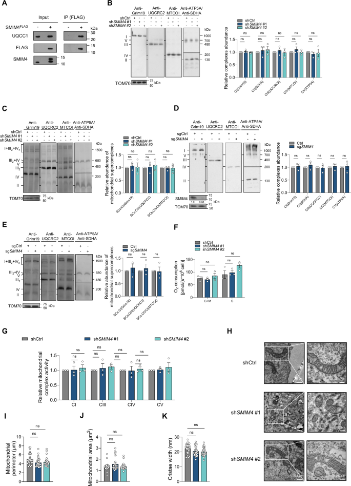 Fig. 2: Mitochondrial respiration is minimally affected by SMIM4 depletion in PDAC cells.