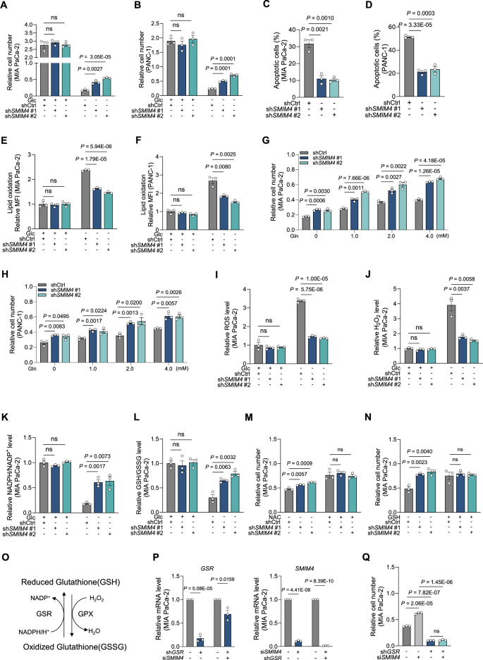 Fig. 3: SMIM4 depletion protects PDAC cells from glucose deprivation induced cell death.