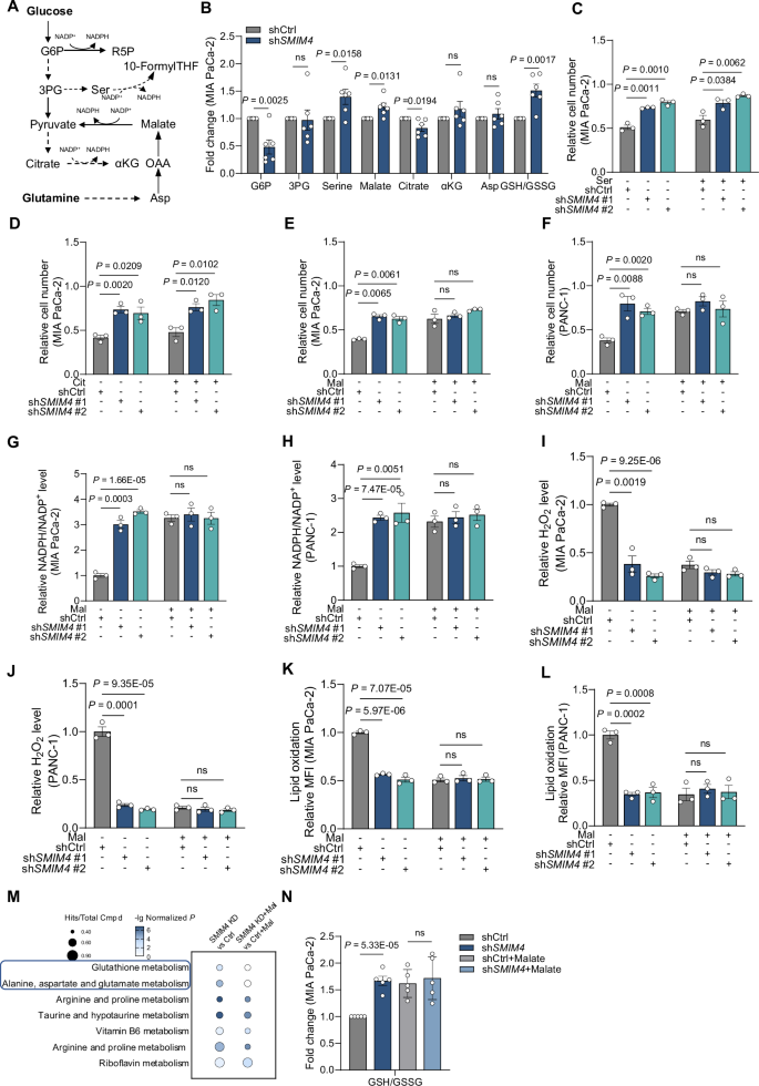Fig. 4: SMIM4 depletion promotes malate-mediated NADPH production and supports PDAC cells survival under glucose deprivation.