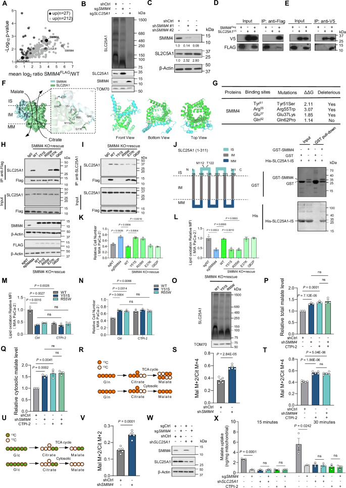 Fig. 5: SMIM4 is required for SLC25A1-mediated mitochondrial malate/citrate transportation.