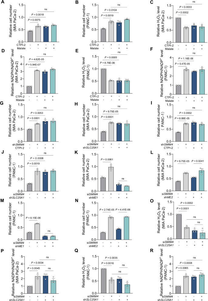 Fig. 6: SMIM4 depletion safeguards PDAC cells from glucose deprivation induced cell death by impairing malate/citrate transporter and cytosolic malate to pyruvate conversion.