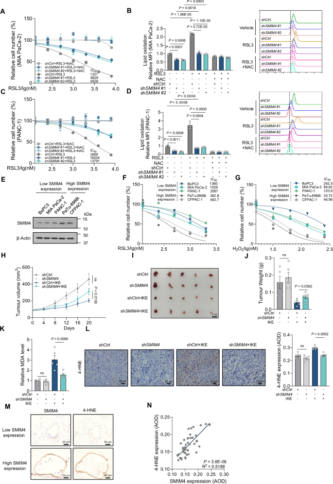 Fig. 7: Low SMIM4 expression drives resistance to lipid peroxidation and ferroptosis in vitro and in vivo.