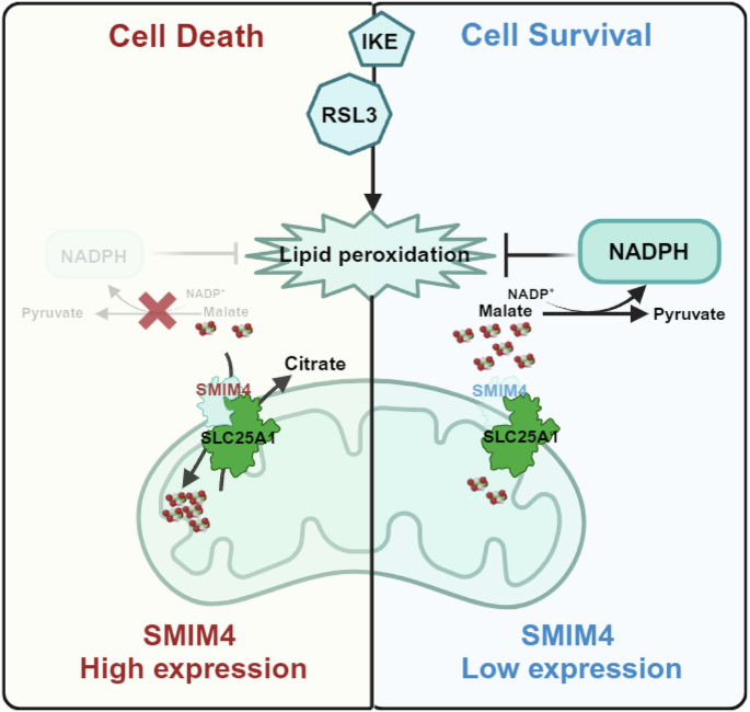 Fig. 8: Schematic diagram depicting the mechanism of SMIM4 regulates malate transportation and lipid peroxidation resistance.