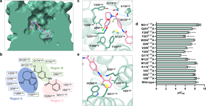 Fig. 2: Tolvaptan recognition by V2R.