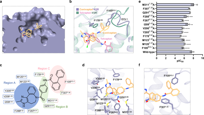Fig. 3: Conivaptan recognition by V2R.