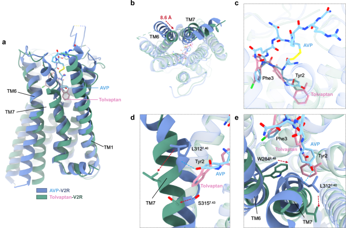 Fig. 4: Structural comparison of the inactive tolvaptan-V2R and the active AVP-V2R complexes.