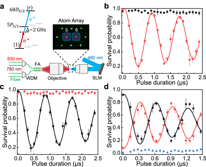 Fig. 5: Rydberg excitation and blockade between two individual atoms.