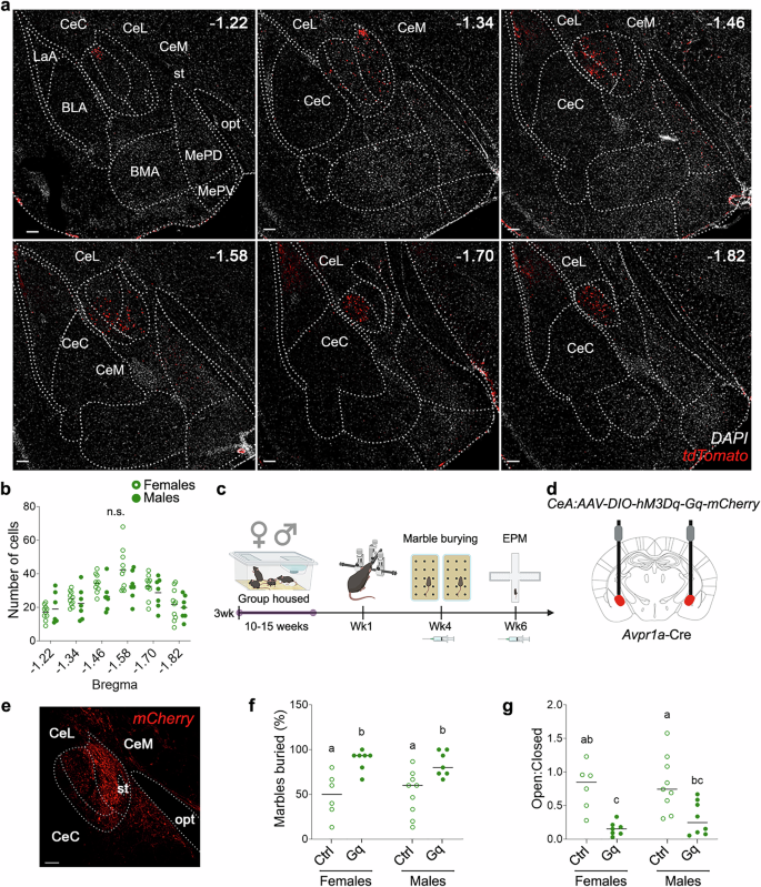 Fig. 1: Stimulating AVPR1ACeA neurons promotes anxiety-related behaviors in both sexes.