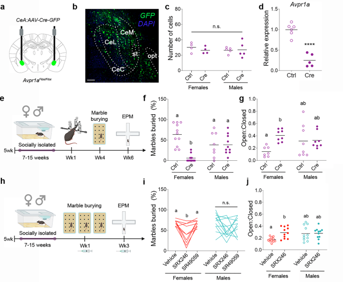 Fig. 3: AVPR1A in the CeA is necessary for CSIS-induced anxiety-related behaviors in females.