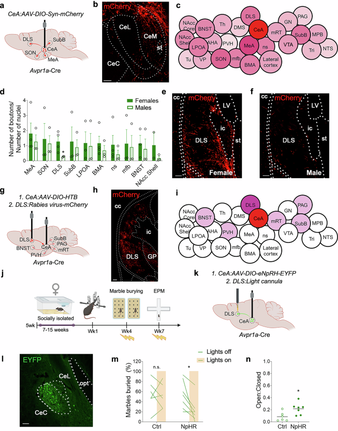 Fig. 4: AVPR1ACeA → DLS circuits mediate behavioral adaptations to CSIS in females.