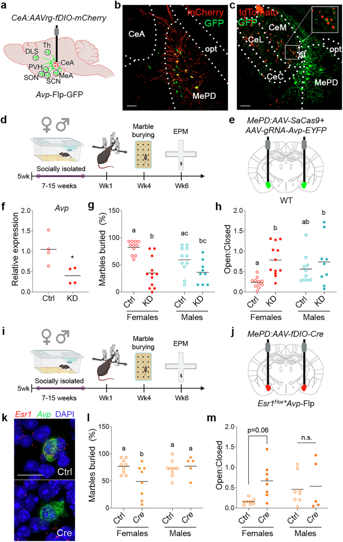 Fig. 5: ERα neurons in the MePD are a source of AVP.