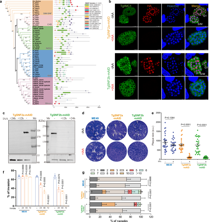 Fig. 1: Knockdown of TgSNF2b and TgSNF2a lead to parasite growth defect.