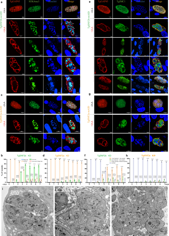 Fig. 2: TgSNF2b and TgSNF2a knockdown result in aberrant division pattern.