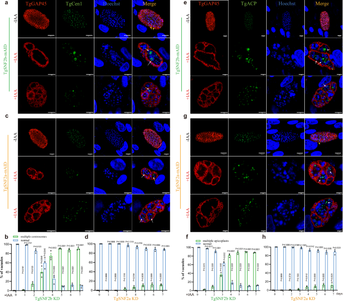 Fig. 3: Centrosome and apicoplast multiply after TgSNF2b and TgSNF2a knockdown.