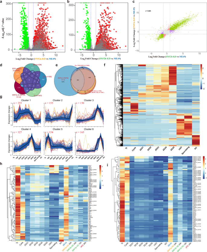 Fig. 4: TgSNF2b and TgSNF2a Knockdown induce the expressing of stage-specific genes and suppress tachyzoite specific genes.