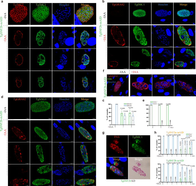 Fig. 5: Knockdown of TgSNF2b leads to concurrent expression of merozoite- and tachyzoite-specific proteins and accumulation of amylopectin.