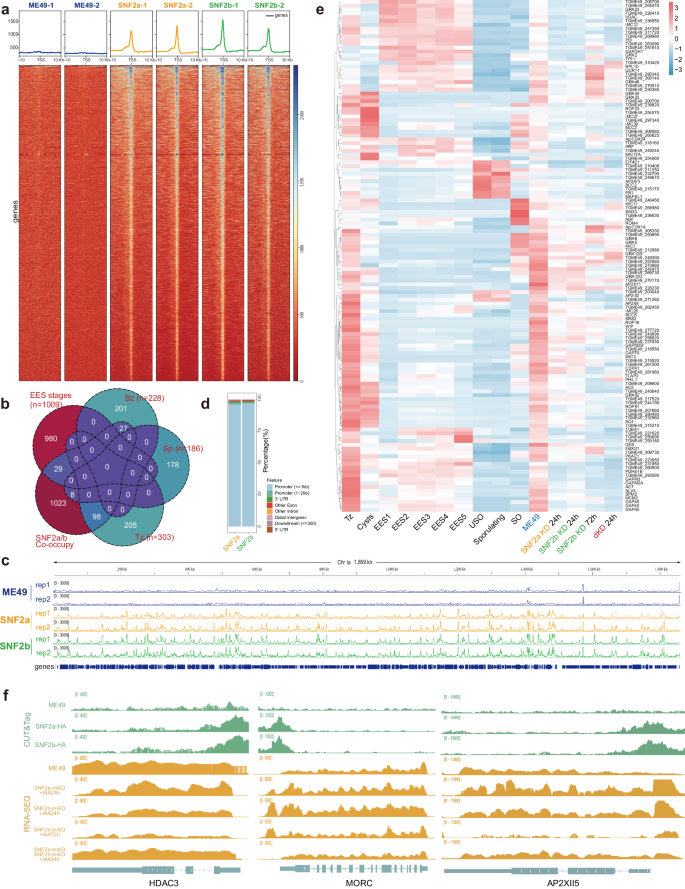Fig. 6: Genomic recruitment of TgSNF2a and TgSNF2b.